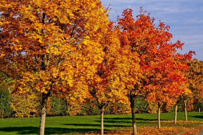 Des peines plus sévères pour l’abattage illégal d’arbres